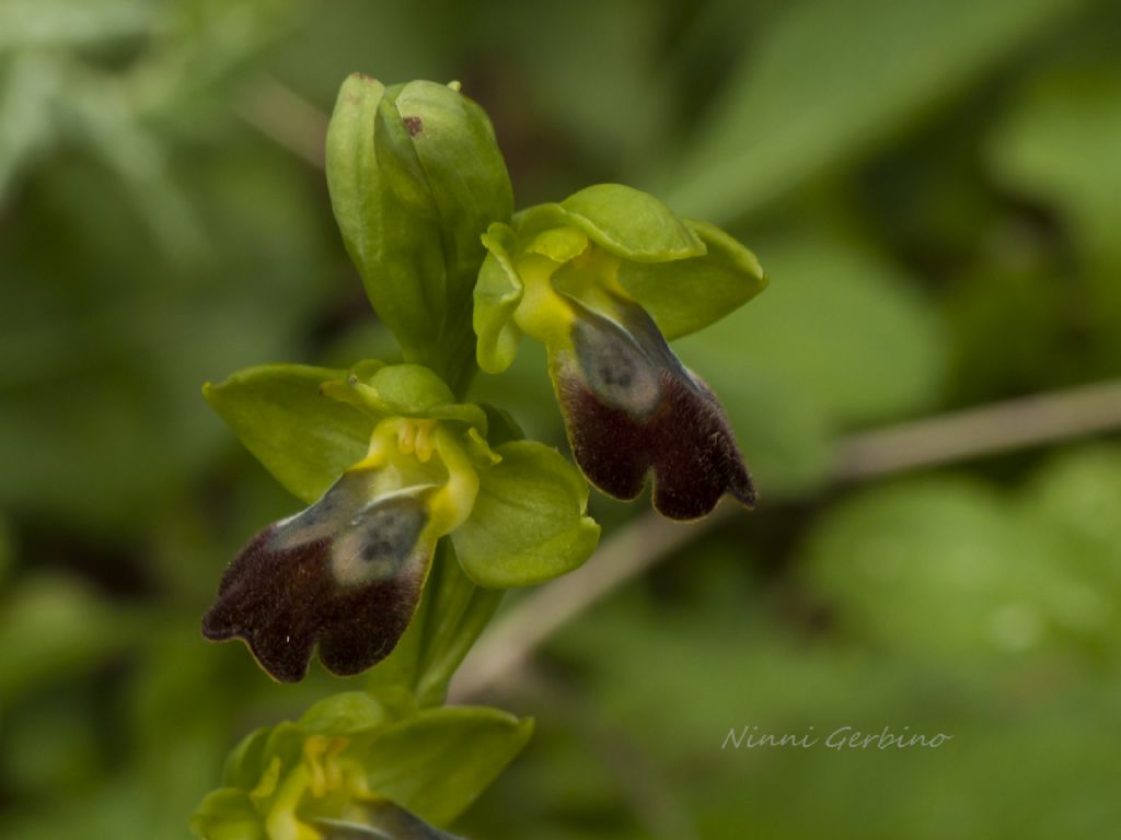 Ophrys